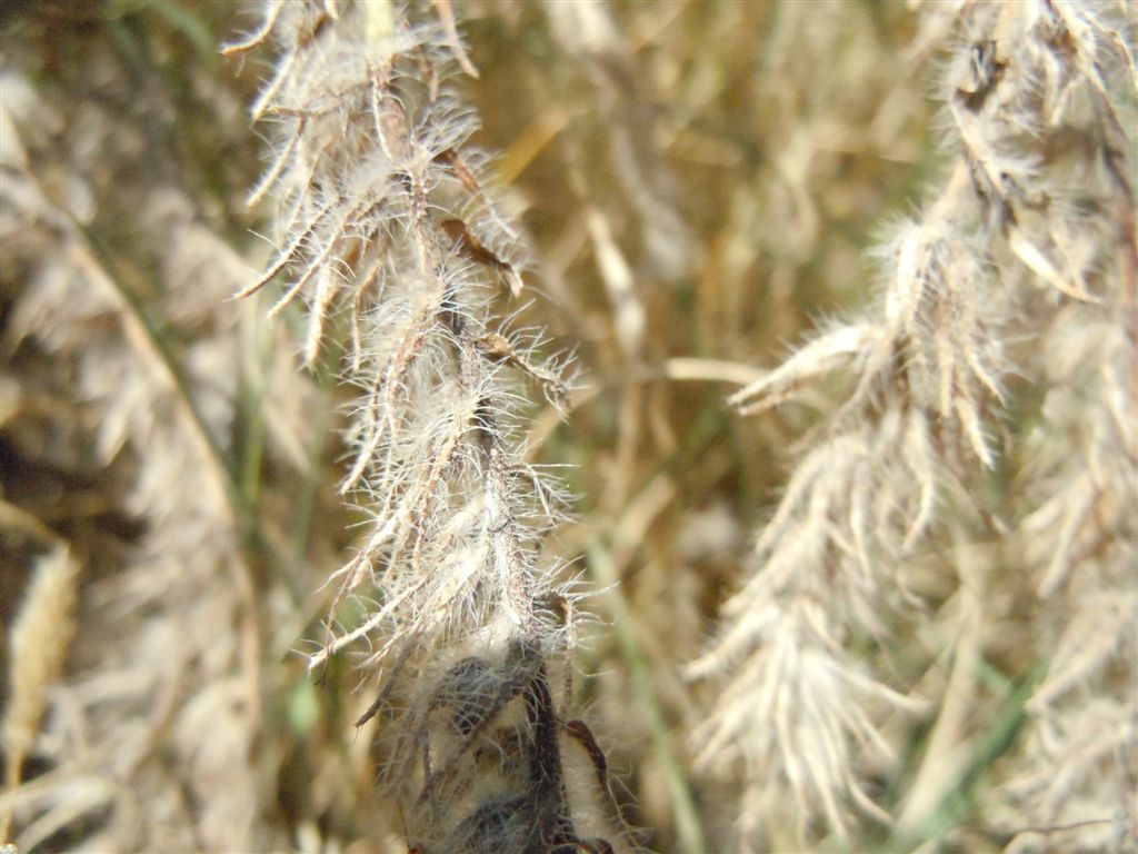 Echium sabulicola / Viperina delle spiagge